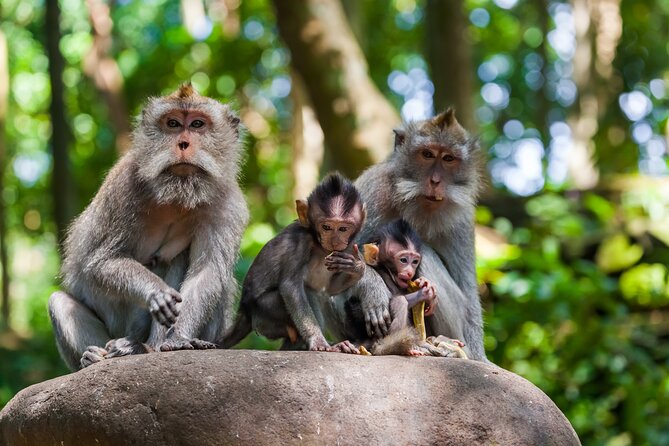 Full Day Best of Ubud Private Tour - Price and Logistics: What You Pay, What You Still Need to Budget