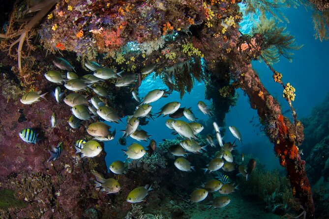 Full-Day Discover Scuba Diving Tour for Beginners in Tulamben - The morning briefing and shallow-water skills (this is the real key)