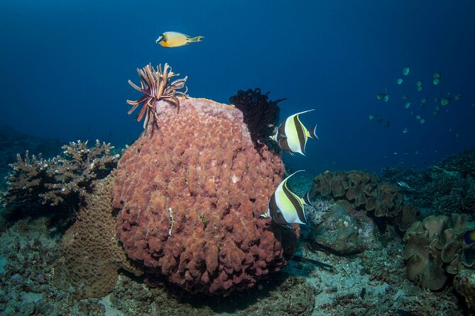 Full-Day Discover Scuba Diving Tour for Beginners in Tulamben - Tulamben Beach in the flow: where the day feels most natural