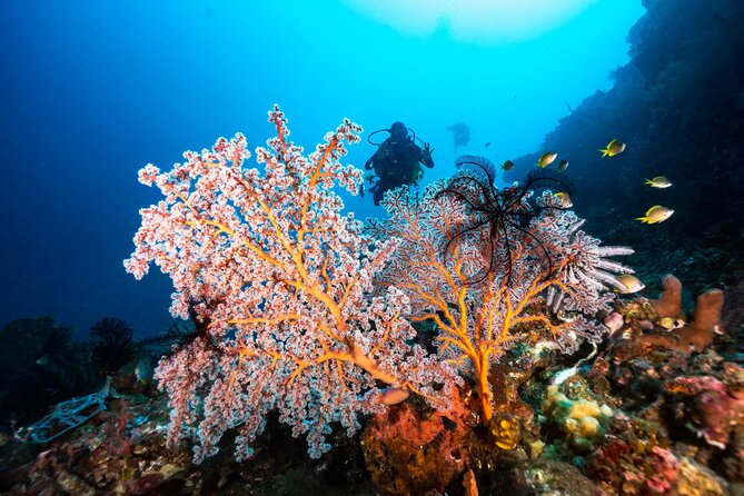 Full-Day Discover Scuba Diving Tour for Beginners in Tulamben - Lunch, hot drinks, and Wi-Fi: small comfort that matters on a long day