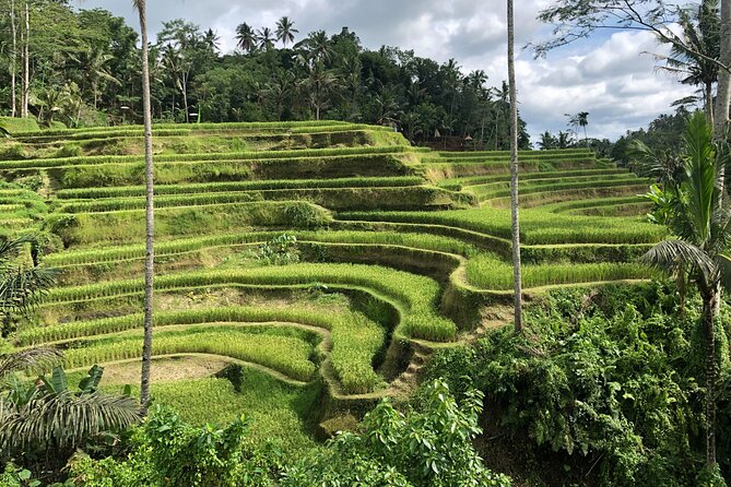 Full-Day Highlights and Best of Ubud Village - Private A/C Transport: The Underrated Part of Ubud Day Trips