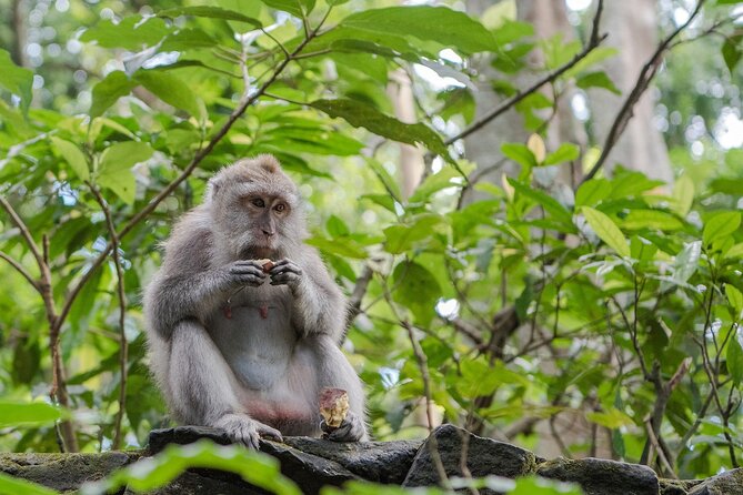 Full-Day Highlights and Best of Ubud Village - Stop 4: Sacred Monkey Forest Sanctuary—Tame Monkeys, Real Temple Grounds