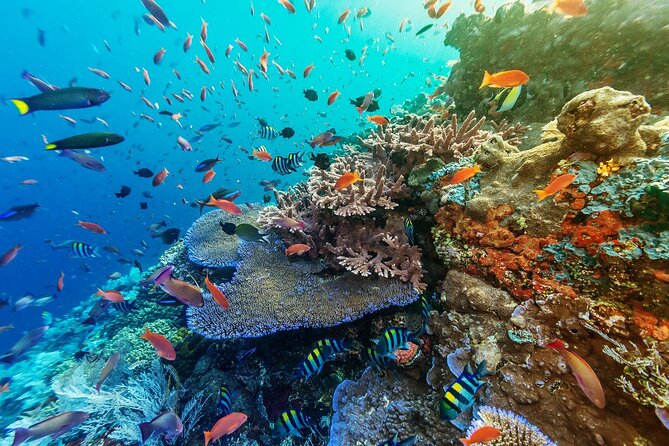 Full-Day Nusa Penida Snorkeling Adventure from Bali - Kelingking Beach: The Pinkie-Finger Cliff View (and the Hype)