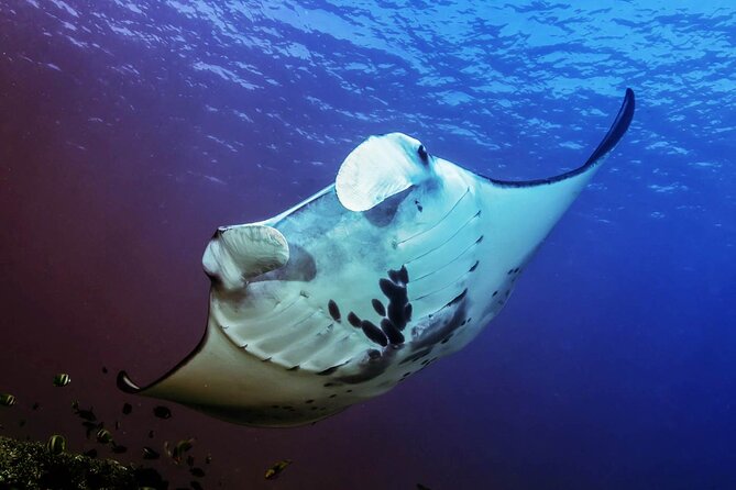 Full-Day Nusa Penida Snorkeling Adventure from Bali - Angel’s Billabong and Crystal Bay: Short Stops That Keep the Day Balanced