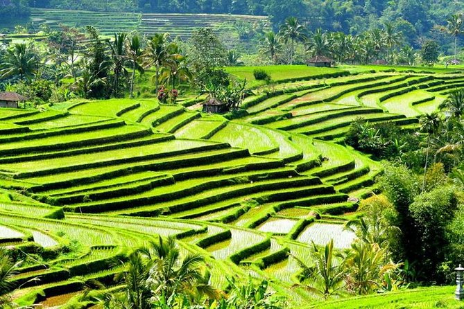 Full-Day Private Cultural Bali Tour + Balinese Driver - Karangasem water palaces: Tirta Gangga and Ujung Water Palace