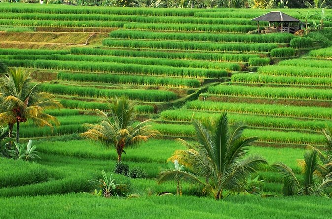 Full Day Private Water Temples Tour in Bali - The extra stops that make the day feel longer in a good way