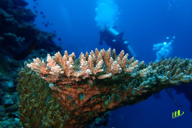 Full-Day Scuba Diving Experience of USAT Liberty in Tulamben - Fun vs Try rates: choosing the right comfort and depth level
