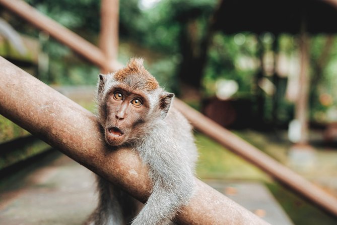 Full day Tour to Best of Ubud with jungle swing - Best of Ubud, minus the driving stress