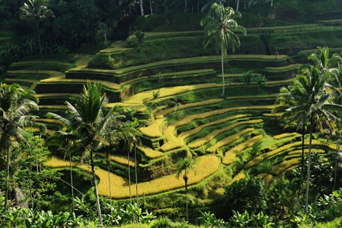 Full Day – Ubud Art Village and Mount Batur Kintamani with Lunch - Tegalalang Rice Terrace and Subak: The View Plus the System