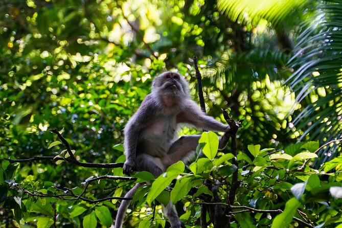 Full Day – Ubud Art Village and Mount Batur Kintamani with Lunch - Coffee Plantation Tasting at Segara Windhu: The Process and the Samples