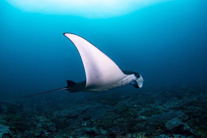 Fun Dive Nusa Penida Bali - For Certified Divers - Key Things I’d Bet On