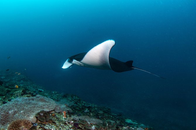 Fun Dive Nusa Penida Bali - For Certified Divers - First, the Reality Check: This Trip Fits Advanced Skills
