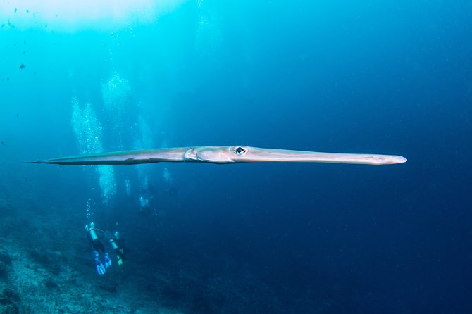 Fun Dive Nusa Penida Bali - For Certified Divers - Site 2: Crystal Bay for Corals and Clear Water