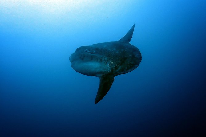 Fun Dive Nusa Penida Bali - For Certified Divers - Price and Value: What You’re Really Paying For