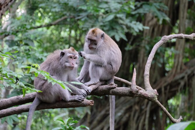 Goa Gajah / Elephant Cave Temple And Ubud Tour - All Inclusive - Stop 2: Sacred Monkey Forest Sanctuary and handling the chaos politely
