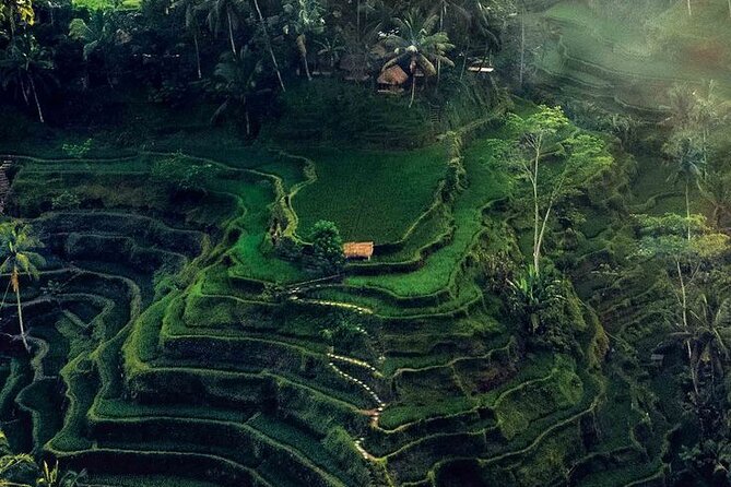 Half Day Private Tour in Ubud - Why a private half-day in Ubud is a smart use of time