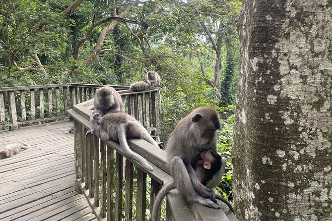 Half Day Private Tour in Ubud - Price and what you’re really buying for about $57
