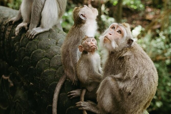 Half Day Private Tour in Ubud - Sacred Monkey Forest Sanctuary: how to enjoy macaques without losing control