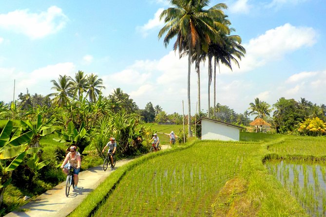 Half-Day Ubud Electric Cycling Tour to Tirta Empul Water Temple - Pedal past rice terraces: what the ride feels like