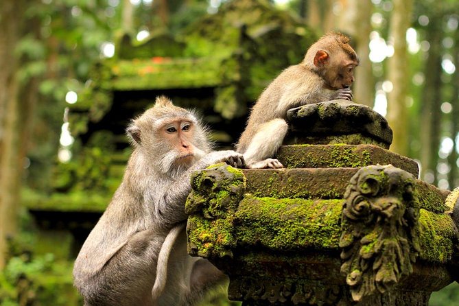 Half Day Ubud Tour: Ubud Unique Spots - Timing, group size, and the role of your driver-guide