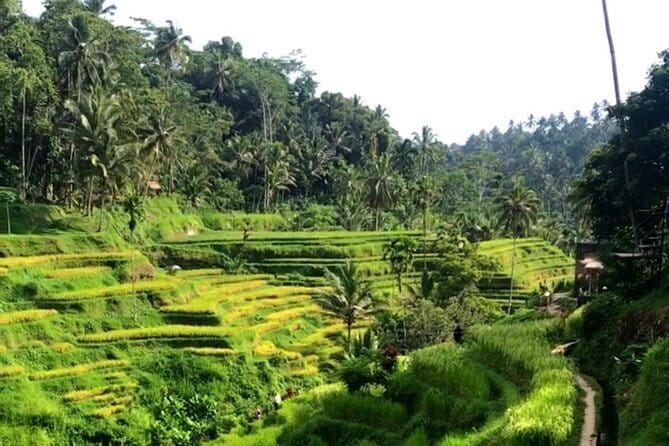Heaven Gate, Tirtagangga and Tukad Cepung Waterfall - All Inclusive - Dewata Agung Restaurant at Tirta Gangga: lunch with rice-field views