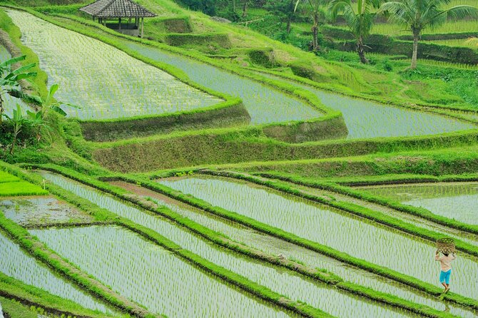 Jatiluwih Batukaru Mountain Nature's Best Tour - Guides Matter: How to Get the Best Version of This Tour