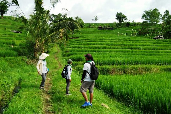 Jatiluwih full day e-bike cycling with lunch & trekking program - Price and Value: Is $88 Fair for a Full-Day Combo?