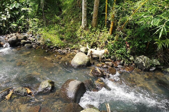 Jungle Trekking at Mt. Batukaru, scenic Waterfall & village life - Price and logistics: is $117 worth it?