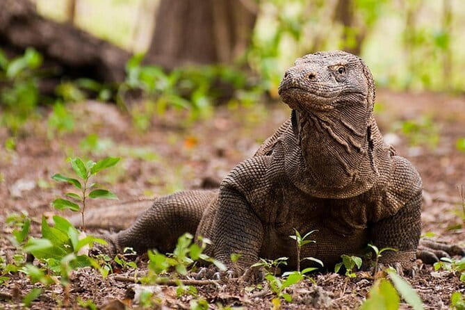 Komodo Island Adventure from Bali (Day Trip) - Key highlights to know before you go