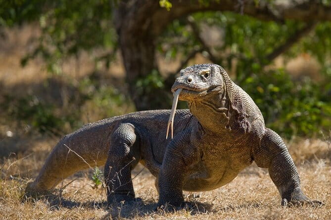 Komodo Island Adventure from Bali (Day Trip) - What you’re really buying for $795 per person