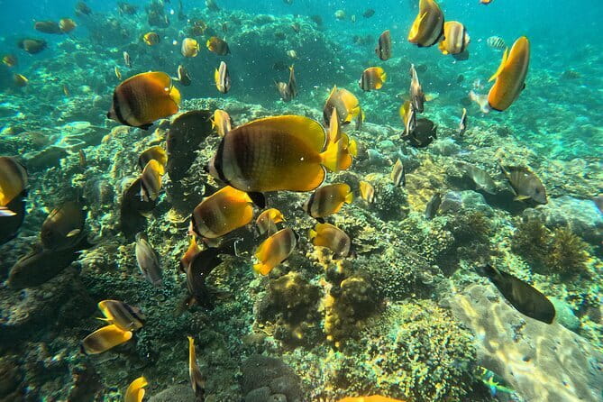 Lembongan Snorkeling at Manta Bay, Crystal Bay and Mangrove - The guide and GoPro photos: why this is more than a basic snorkel tour