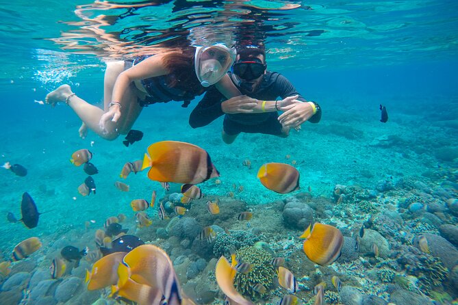 Lovina Dolphin Watching, Swimming, and Snorkeling Experience - Swimming alongside dolphins: the wooden handhold and getting in/out