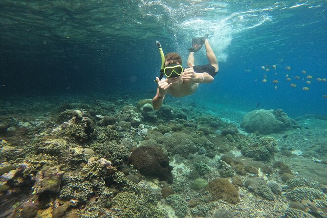 Lovina Dolphin Watching, Swimming, and Snorkeling Experience - Snorkeling in Lovina afterward: coral, fish, and included gear