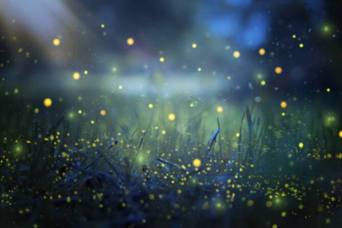 Magical Village Tour & Private Dinner with Fireflies in Bali - Key points I’d plan around