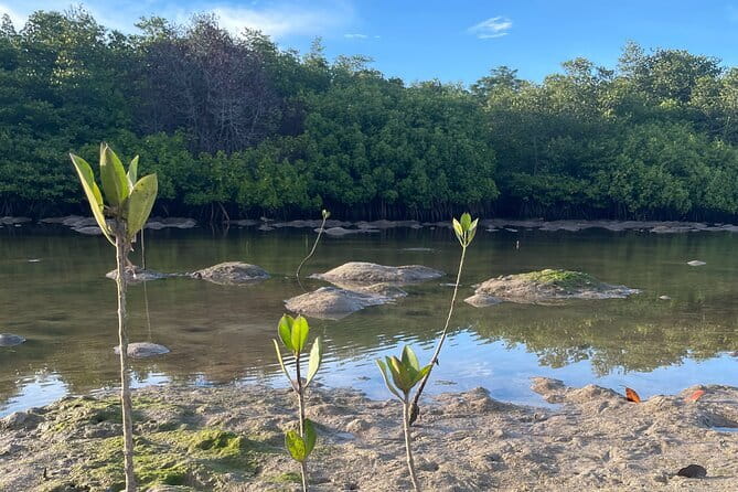 Mangrove Reforestation and Exploration around the Nusa Islands - Canoe or Boat Through the Mangrove Forest: Seeing It Alive