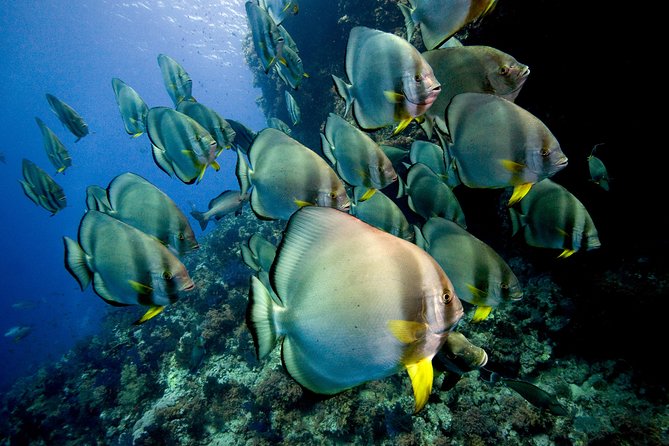 Menjangan island for Certified Scuba Divers full day boat trip, 2 dives + lunch - Second stop: Biorock Pemuteran and why you get two different spots
