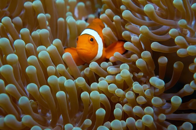 Menjangan island snorkeling full day boat trip - Park Fee Reality Check: Budgeting the Cash Menjangan Entrance