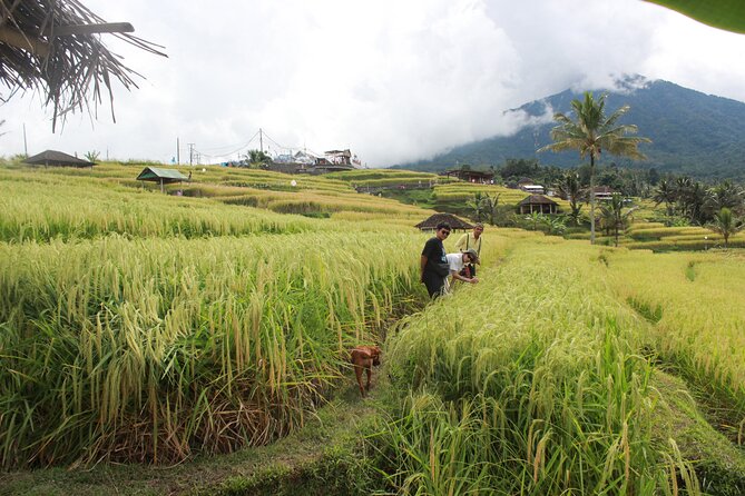 Munduk Private Customized Highlights Tour - Key highlights to know before you go