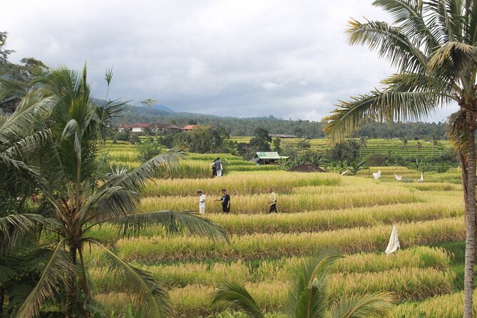 Munduk Private Customized Highlights Tour - Leke Leke to Git Git: waterfall time on Bali’s northern side