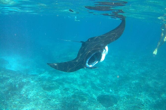 No:#1. Penida Island Tour And Snorkeling With Manta - Gamat Bay, Crystal Bay, Wall Bay Point: coral and fish time between manta moments