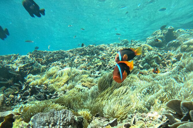 No:#1. Penida Island Tour And Snorkeling With Manta - Price and value: is $67.75 a smart deal?