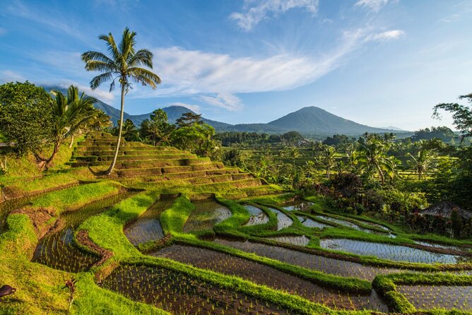 Northern Bali Tour - Private Full Day Tour - All Inclusive - A Northern Bali day built around temples, terraces, and a real sunset finish