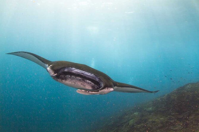 Nusa Penida 3 Fun Dives Boat Trip (For Certified Divers) - Key things I’d bet on before you go