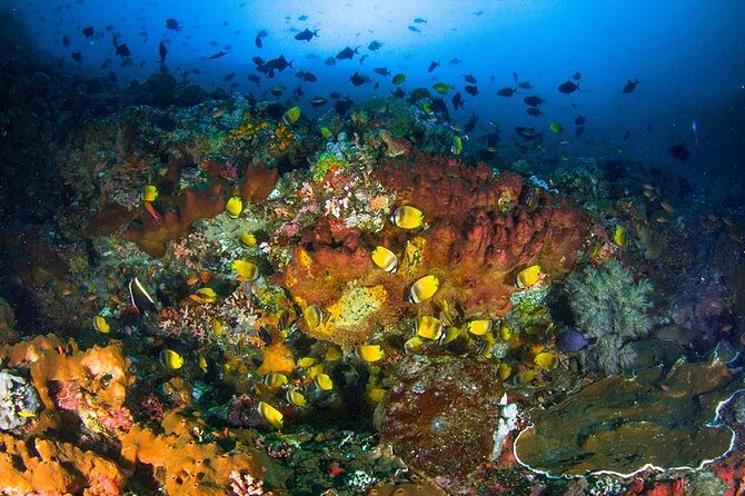 Nusa Penida 3 Fun Dives Boat Trip (For Certified Divers) - The real appeal: 3-tank structure on Nusa Penida
