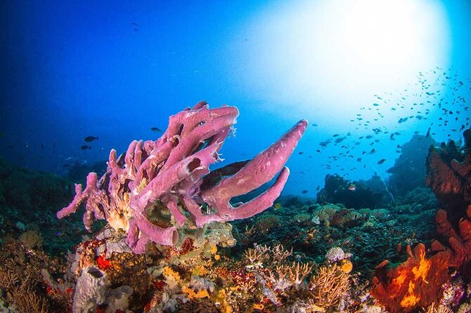 Nusa Penida 3 Fun Dives Boat Trip (For Certified Divers) - Lunch on shore after Tank 2: the reset that keeps the third tank fun