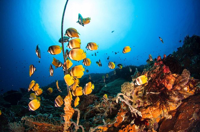 Nusa Penida 3 Fun Dives Boat Trip (For Certified Divers) - Equipment, computers, and what to plan for
