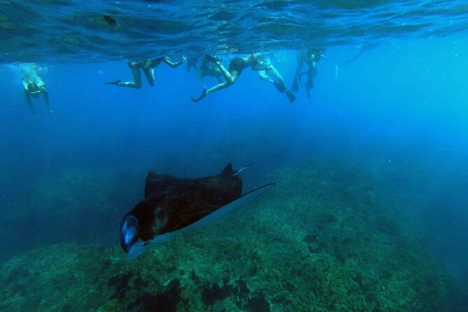 Nusa Penida 4 Spot Snorkeling with Manta and Island Tour - Key highlights you’ll feel in your day