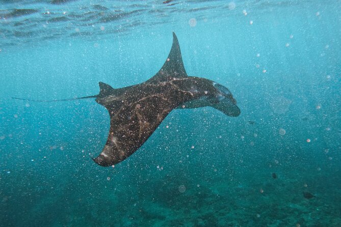 Nusa Penida day trip: boat, 4 snorkeling, Manta rays & Land tour - Key things I’d circle on your booking