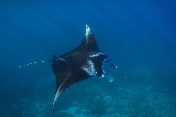 Nusa Penida day trip: boat, 4 snorkeling, Manta rays & Land tour - Kelingking Cliff on land: views, photos, and the walking part