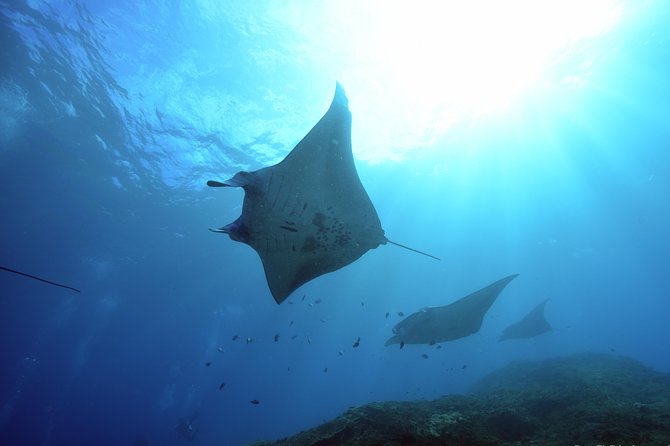 Nusa Penida Day Trip for 3 dives - Key takeaways before you go